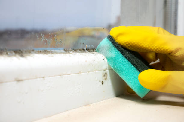 Mold Testing and Removal in Borger, TX